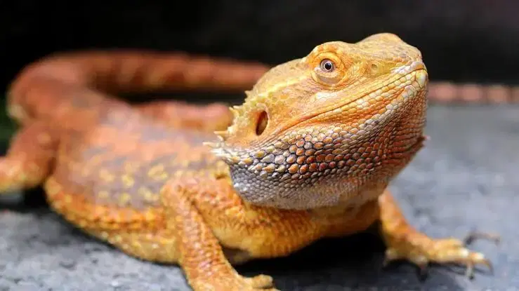 Rex
