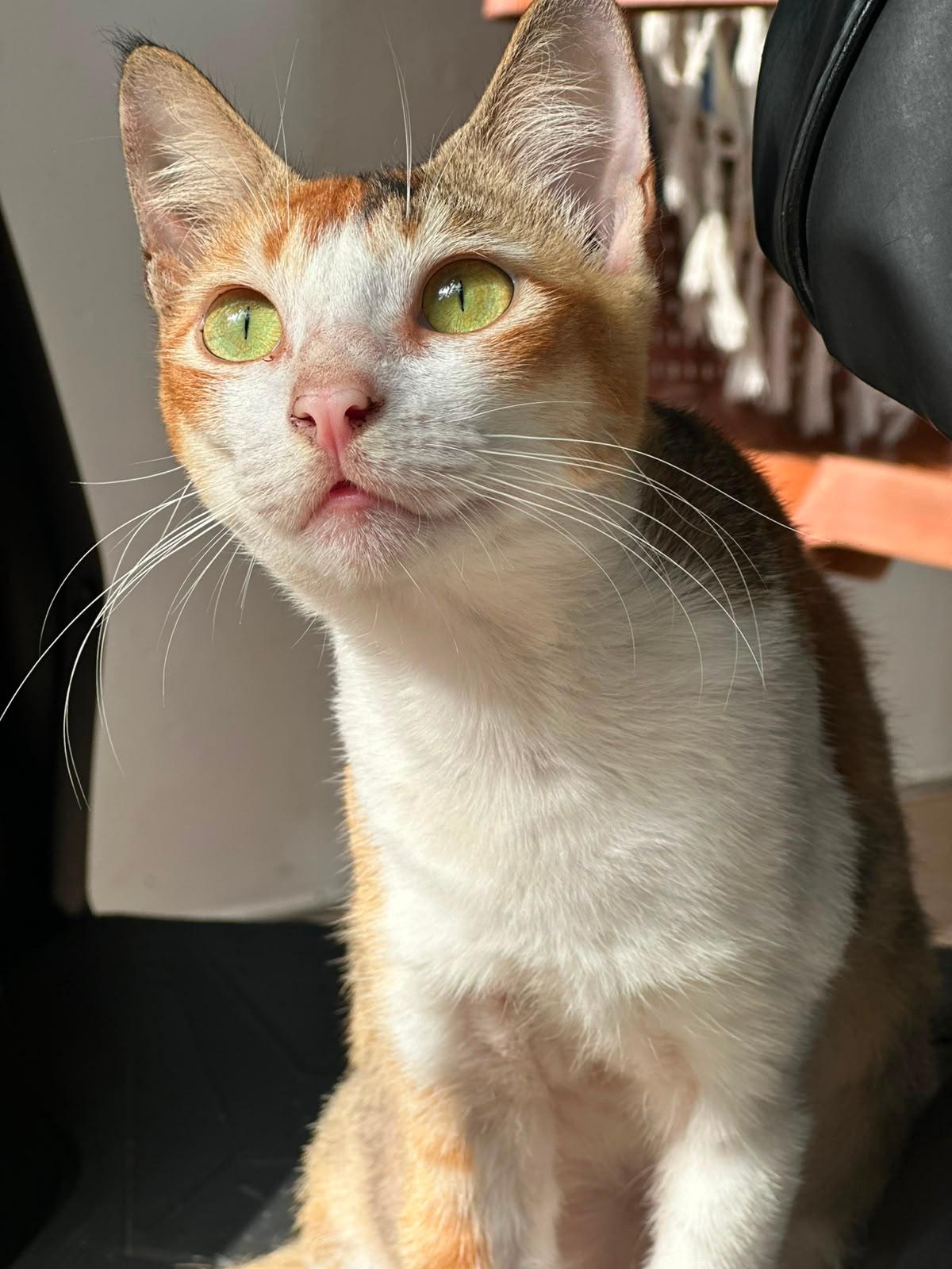Buddy